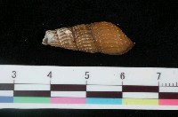 藏品(顆粒川蜷)的圖片